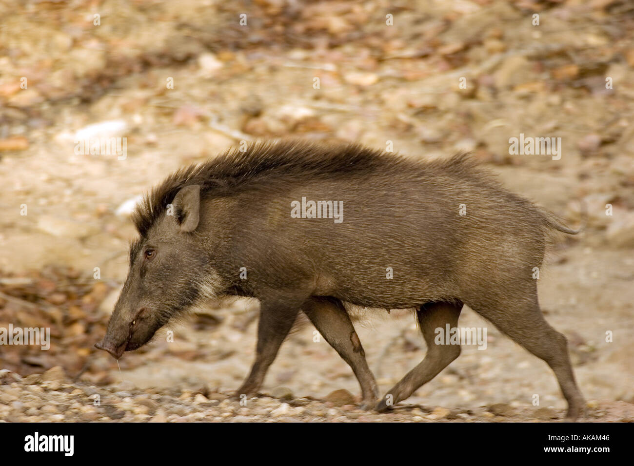 Cinghiale - Camminando / Sus scrofa Foto Stock