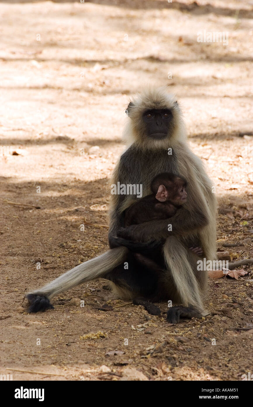 Langur grigio con cub / Presbytis entellus Foto Stock