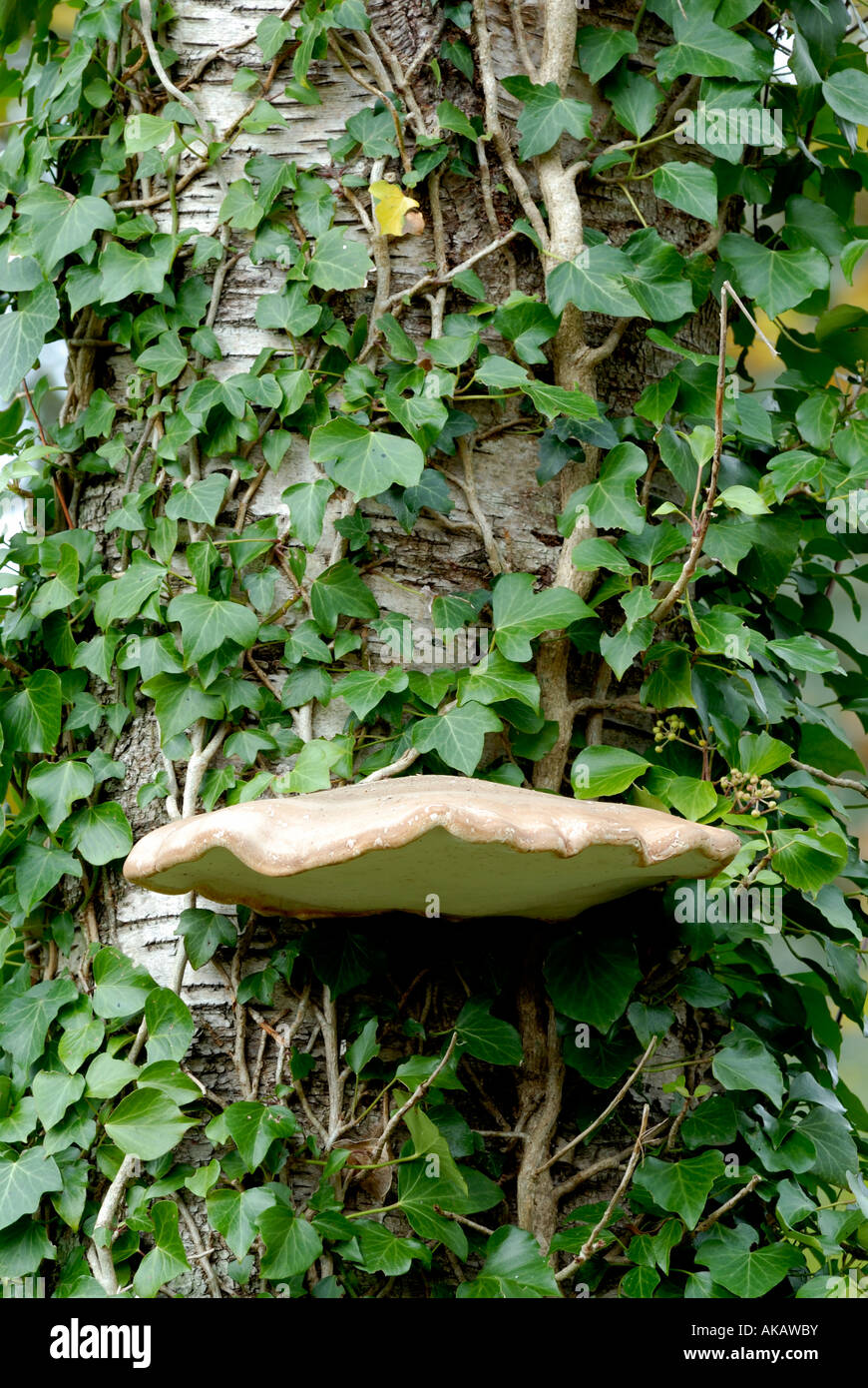Betulla Polipore Piptoporus betulinus Razor strop fungo, Galles, Regno Unito. Foto Stock