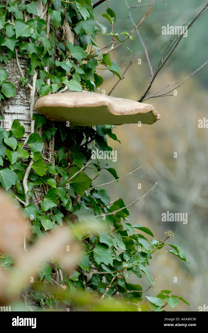 Betulla Polipore Piptoporus betulinus Razor strop fungo, Galles, Regno Unito. Foto Stock