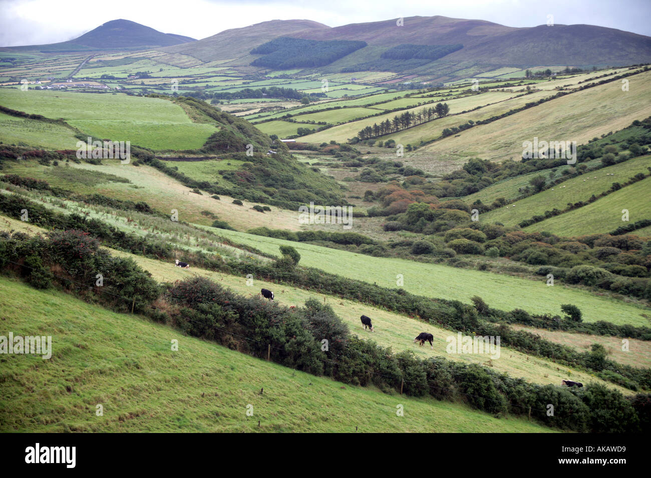 Penisola di Dingle Irlanda Foto Stock