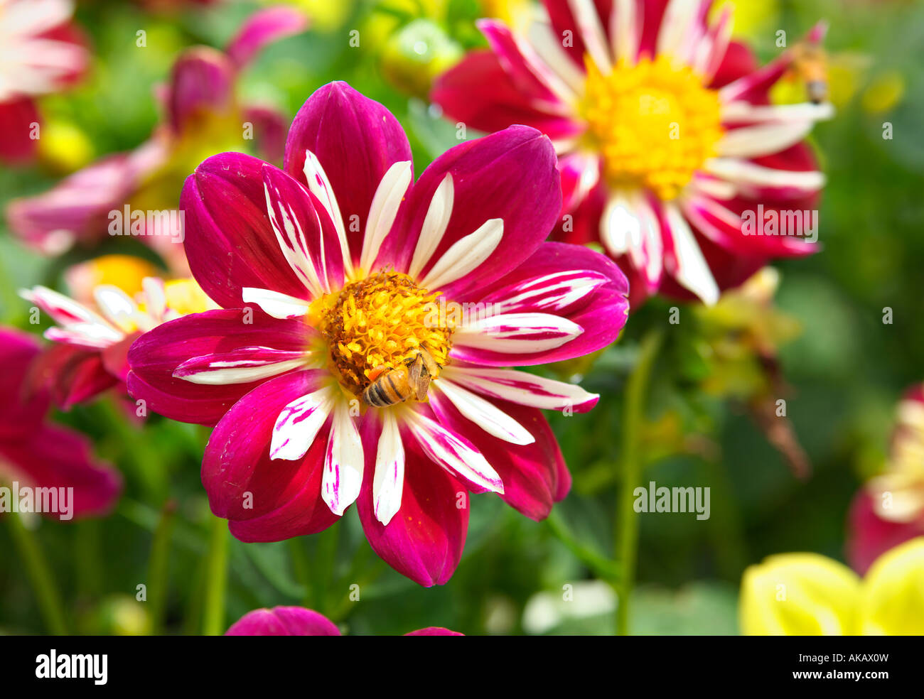 Le api raccolgono il polline dal grande e luminosa e splendida fiori Foto Stock