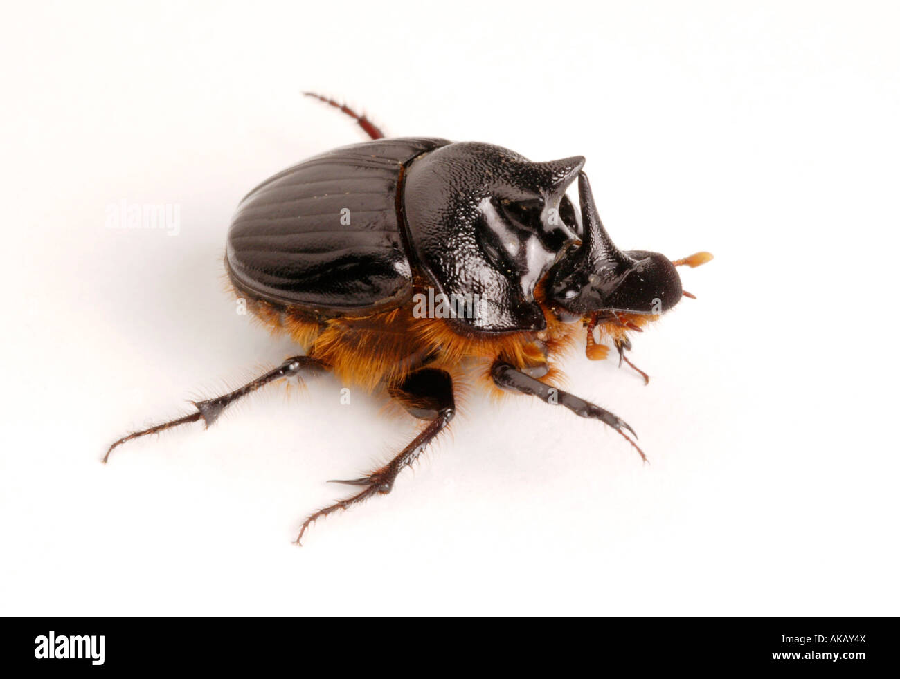 Australian dung beetle Foto Stock