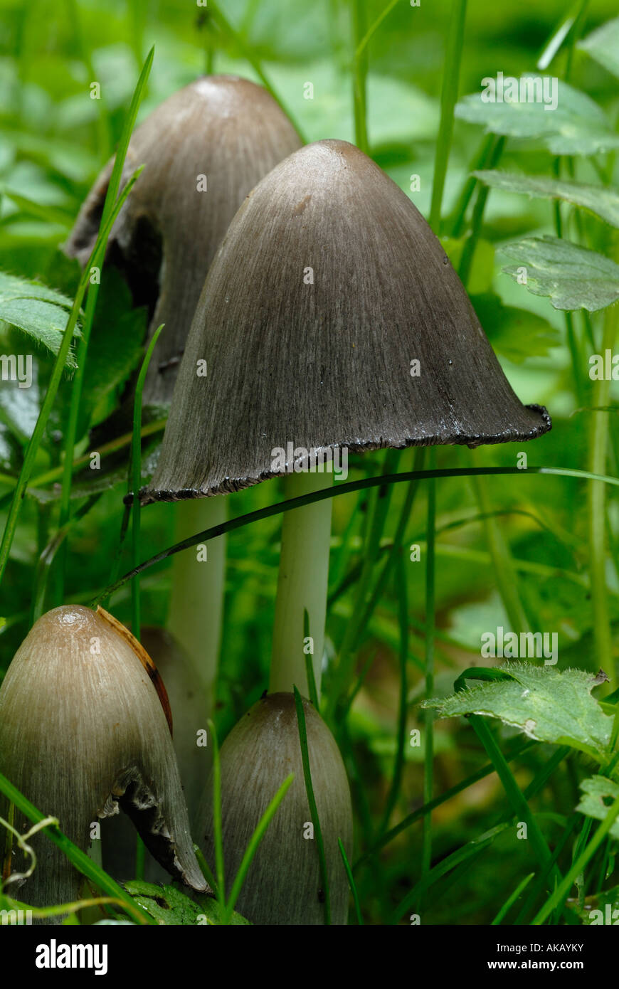 Common Inkcap, Coprinus atrimentarius, Galles, Regno Unito. Foto Stock