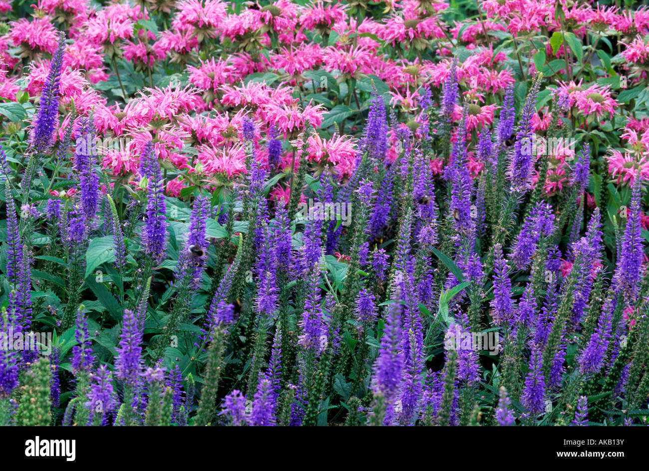 Veronica longiflora guardaboschi blu Foto Stock