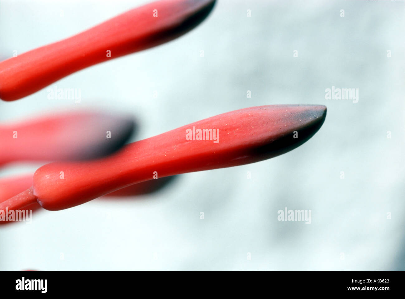 Un match stick trio di punta nera rosso ramoscello gemme sporgono verso l'esterno contro un innevate sullo sfondo bianco Foto Stock