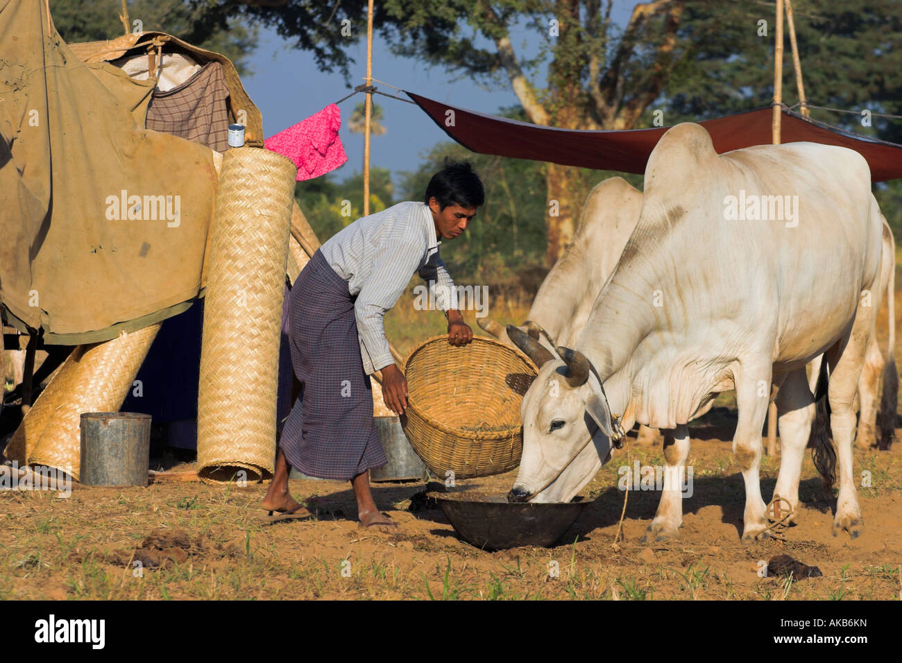 Myanmar, Bagan, Old Bagan, Ananda Pahto (Tempio) Ananda festival, pellegrini Foto Stock