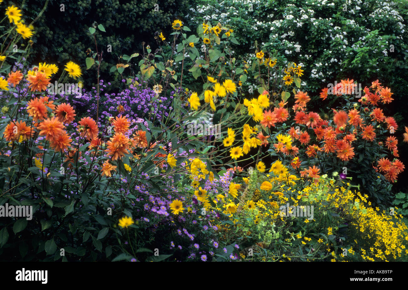Maison Rose Giverny Francia in contrasto colori d'autunno combinazioni di Fiore Dahlia Helianthemum Aster Foto Stock