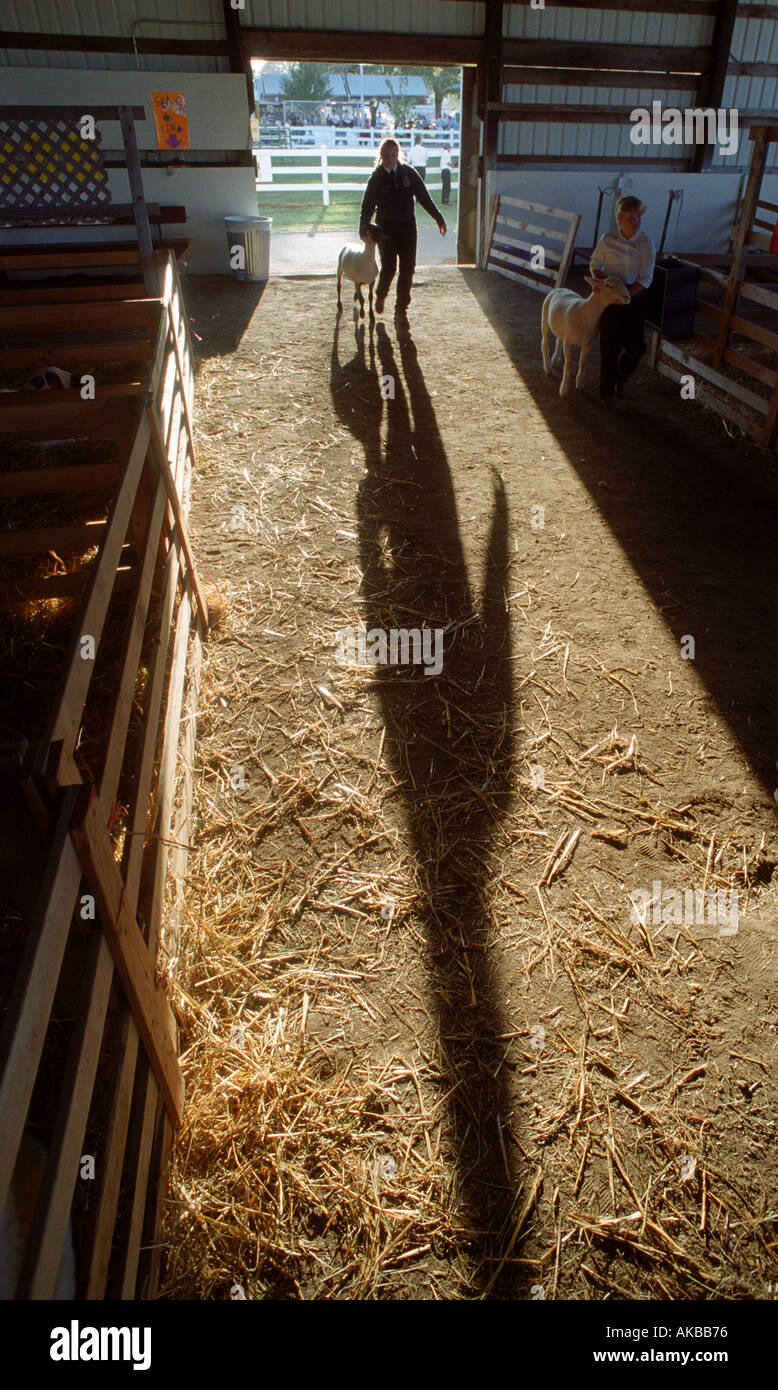 Concorrente di Spettacolo delle Pecore getta un'ombra nel granaio di un County Fair Foto Stock