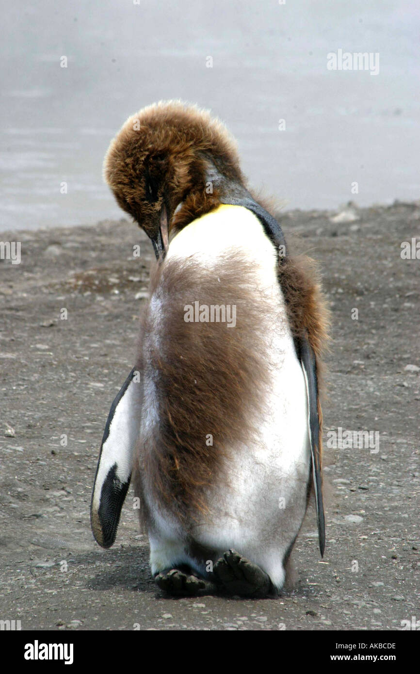 Re pinguino pulcino presso il St Andrews Bay Georgia del Sud del mondo s più grande re penguin rookery Foto Stock