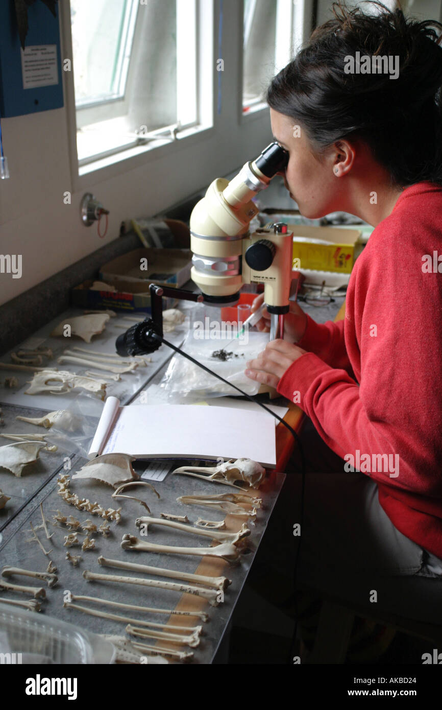 La ricerca al sud Australes i mammiferi marini e gli uccelli il museo della balena Foto Stock