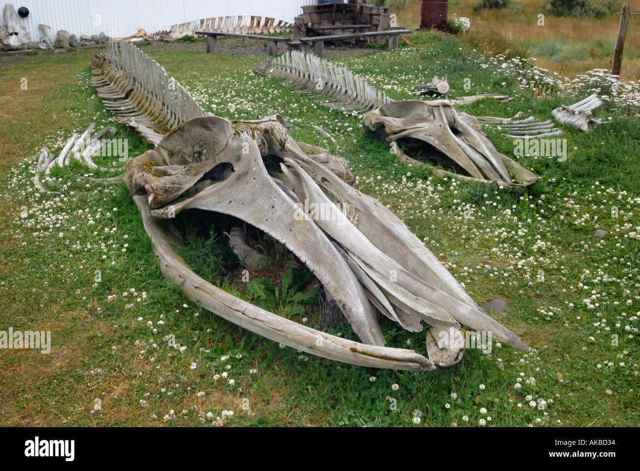 Whalebones e teschi,Museo Acatushun de Aves y Mamiferos Marinos Australes Southern i mammiferi marini e gli uccelli museo,Argentina Foto Stock