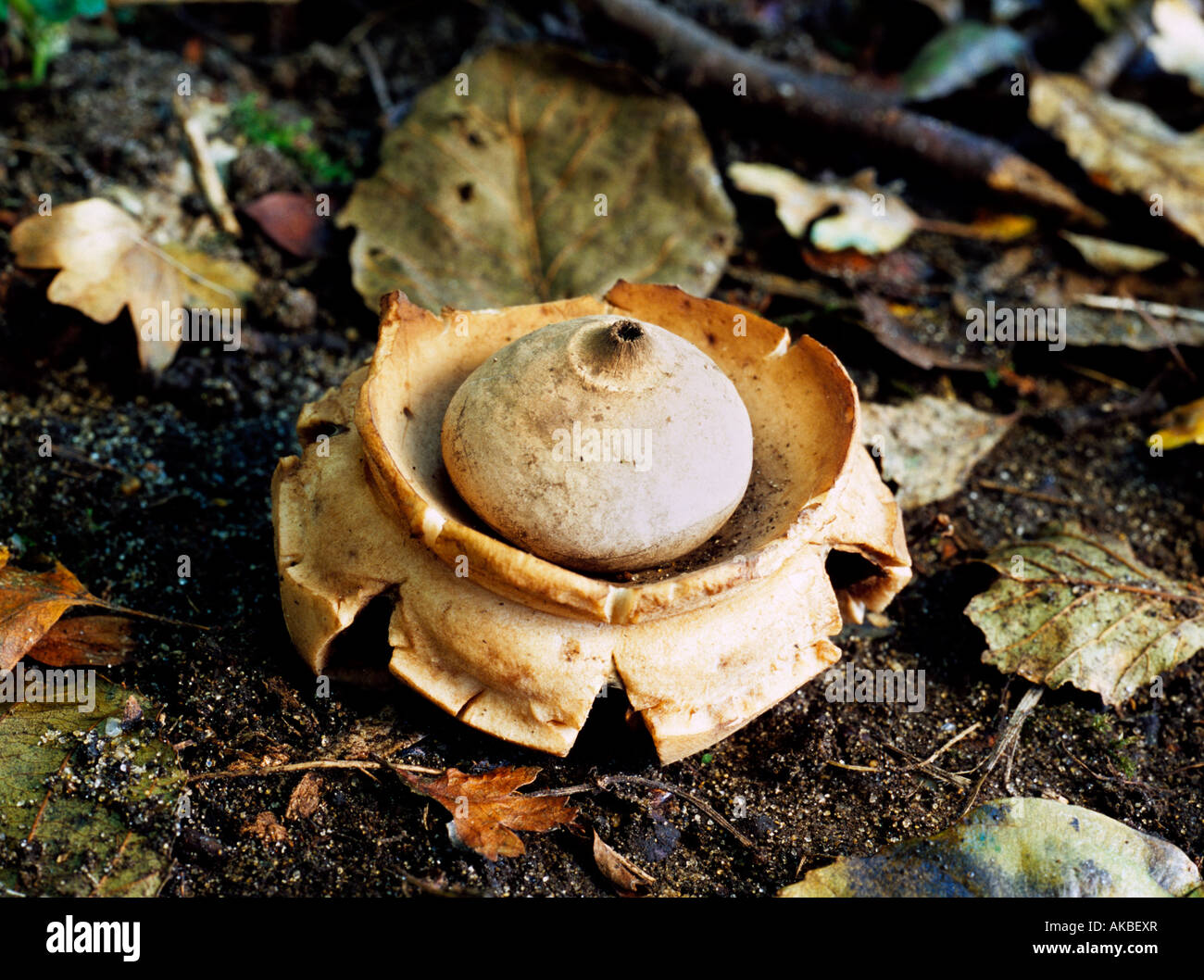 Stella della Terra, Geastrum triplex funghi Foto Stock