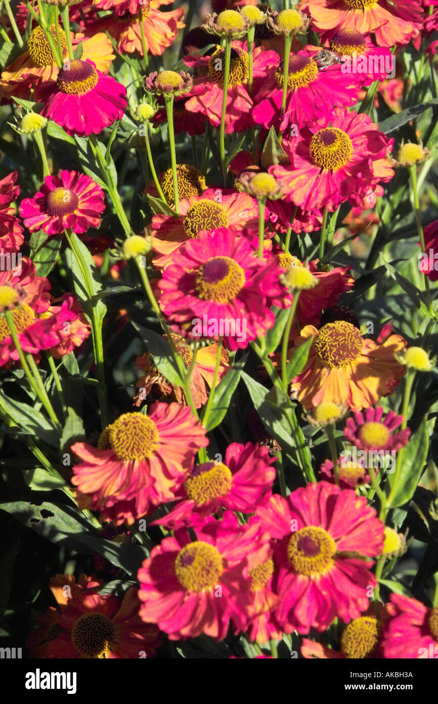 Helenium fiori in tarda estate Foto Stock