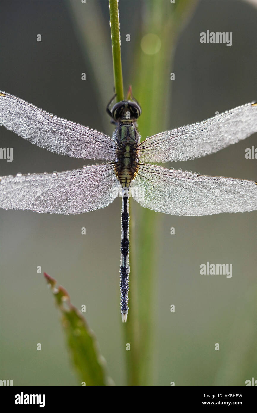 Orthetrum sabina. Snello skimmer dragonfly coperti in gocce di rugiada. India Foto Stock