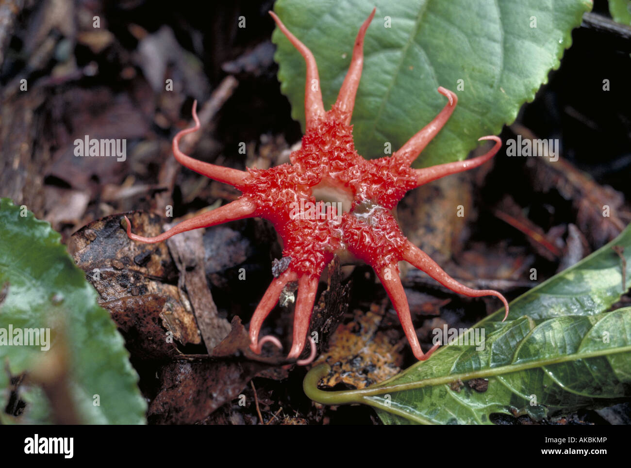 Un esotico armate 8 Aseroe Rubra fungo è uno di molti impianti di strano in Kokee State Park Foto Stock