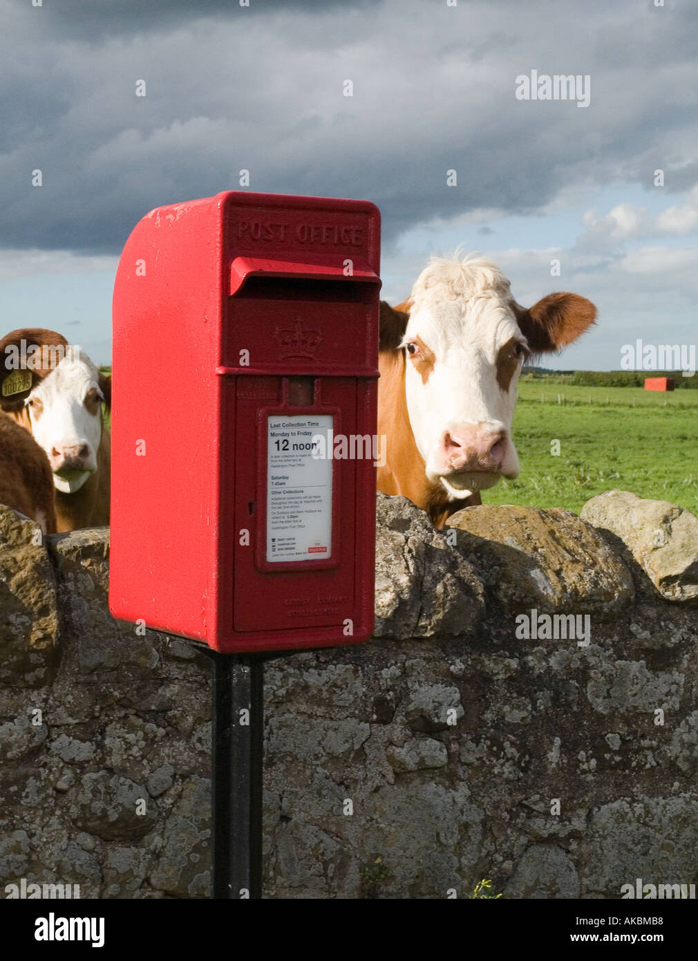 Red Royal Mail letter box e di vacche in campagna Foto Stock