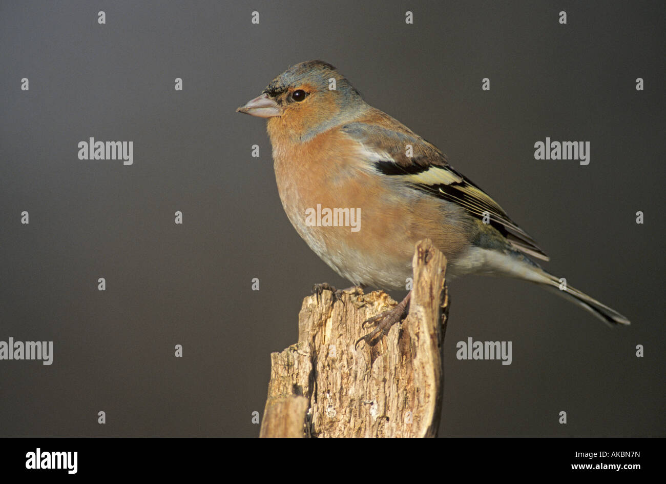 Maschio di fringuello Fringilla coelebs Kent England Foto Stock