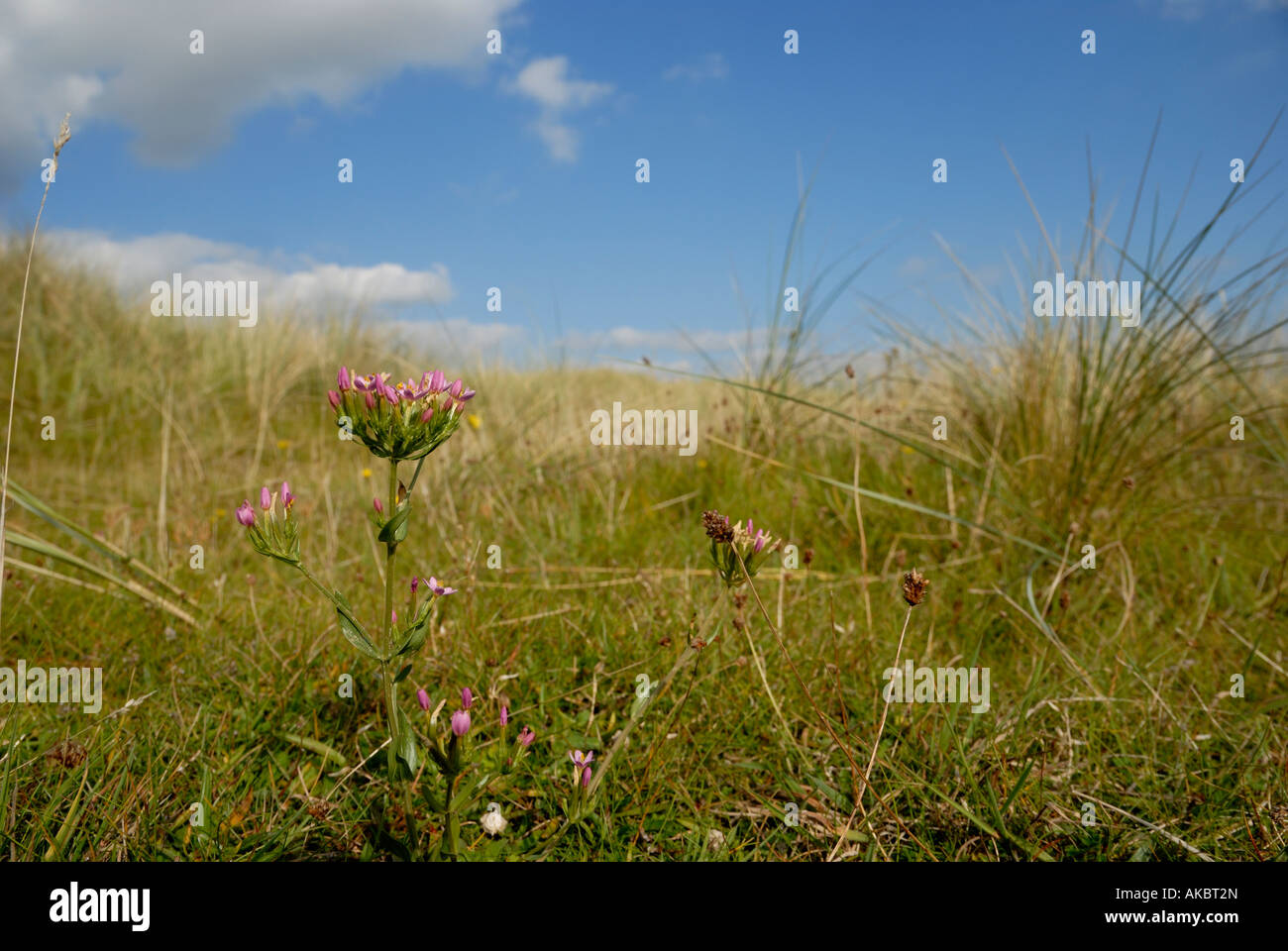 Centaury comune Centaurium eritraea, Galles, Regno Unito. Foto Stock