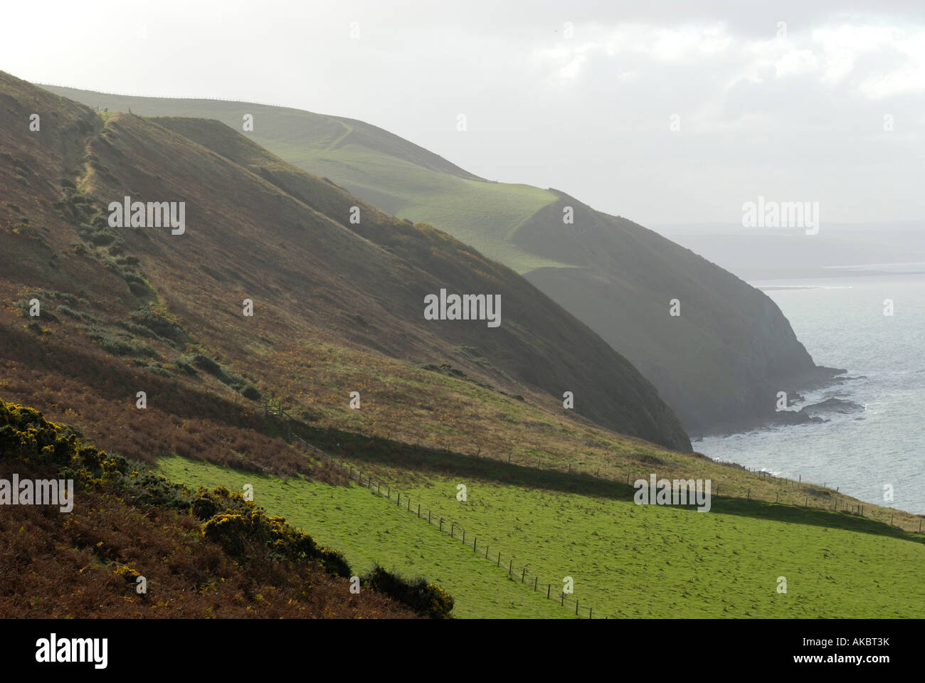 Ceredigion sentiero costiero vicino Penderi scogliere, Ceredigion, Galles. Foto Stock