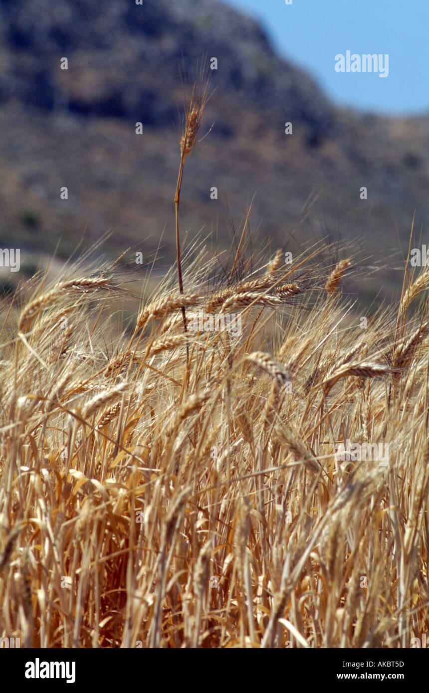 Close-up su cartocci di grano, Teba, Andalusia, Spagna meridionale, Europa Foto Stock