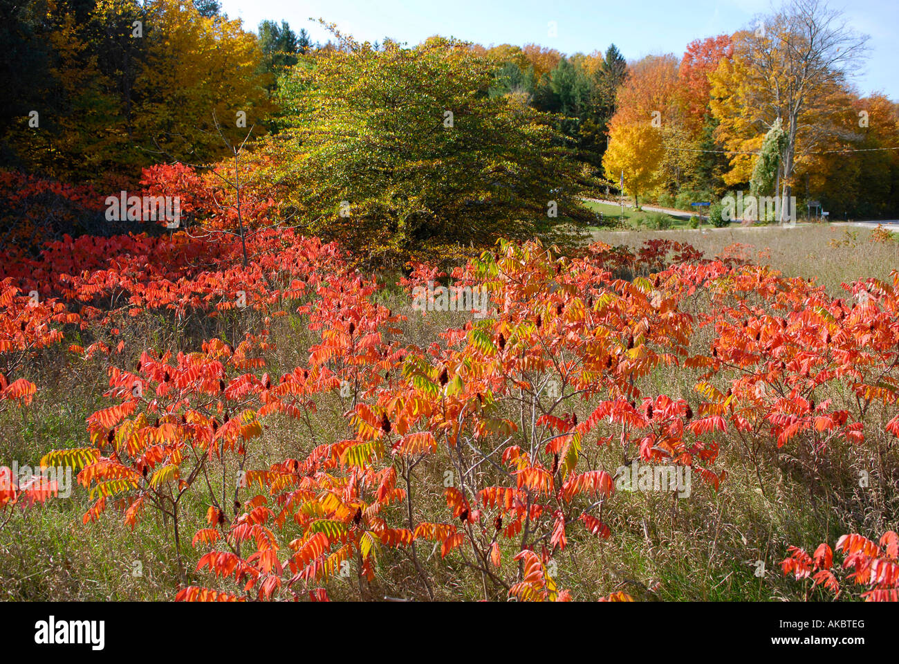 Autunno cadono fogliame di colore in ed intorno a Traverse City Michigan Foto Stock
