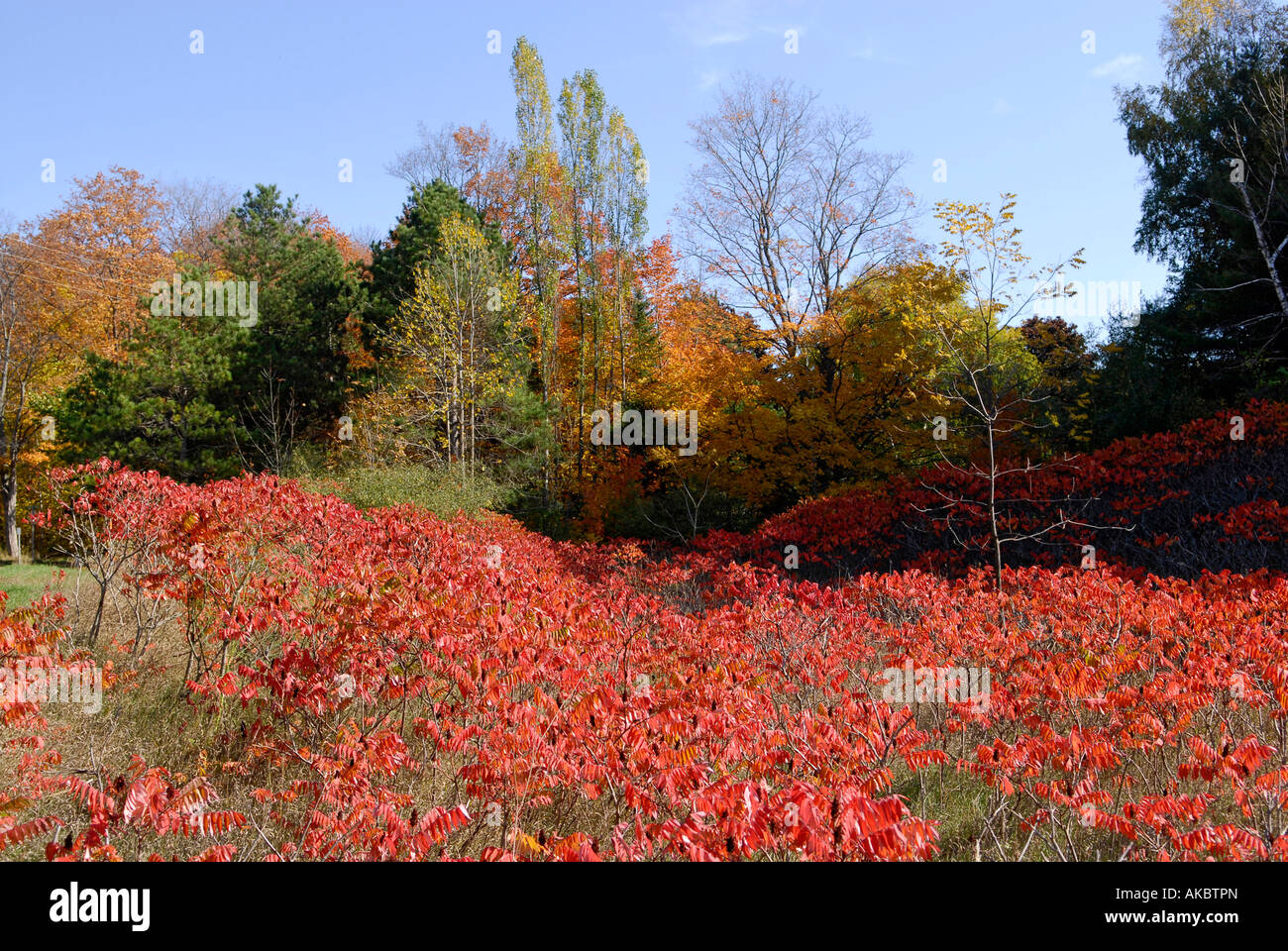 Autunno cadono fogliame di colore in ed intorno a Traverse City Michigan Foto Stock