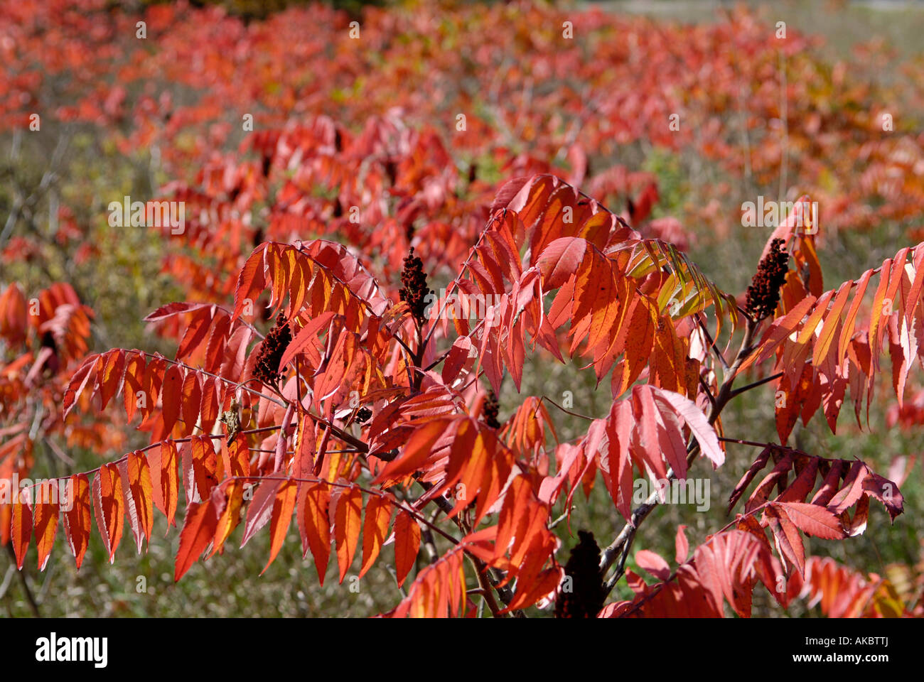 Autunno cadono fogliame di colore in ed intorno a Traverse City Michigan Foto Stock