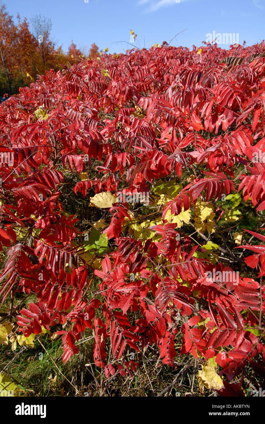 Autunno cadono fogliame di colore in ed intorno a Traverse City Michigan Foto Stock