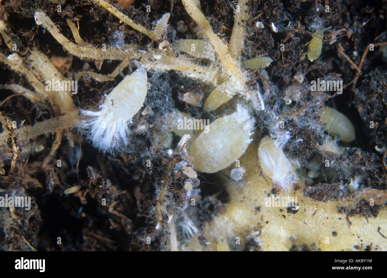 La Lattuga di afide root pemfigo bursarius alimentazione sulle radici di lattuga Foto Stock