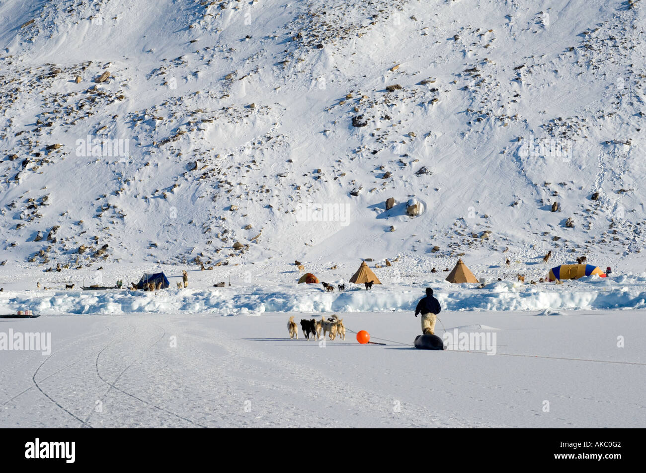 Qaanaaq Groenlandia Remote campo artico al fine dell'isola Herbert. Uso di un cane per tirare in barbuto carcassa di tenuta Foto Stock