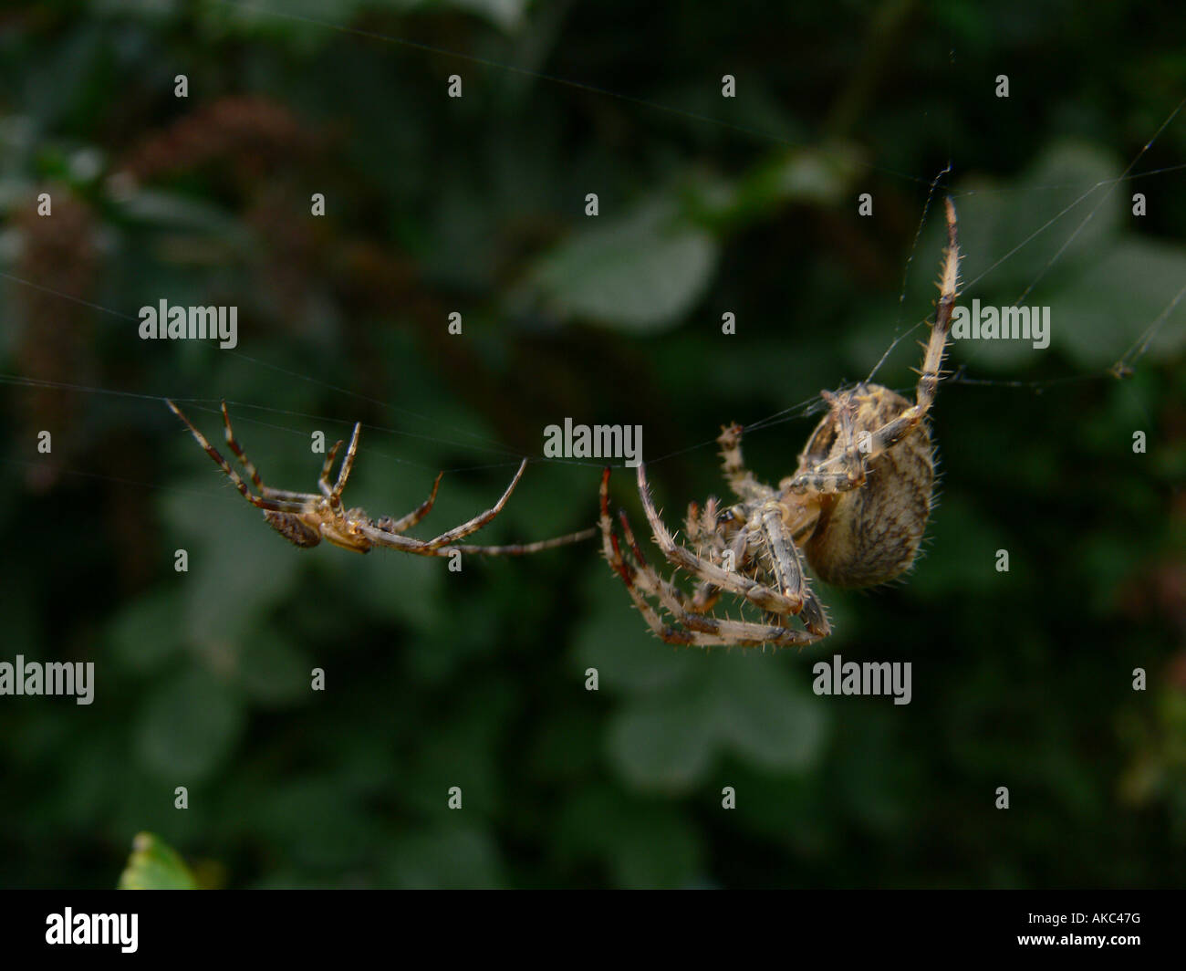 Maschio e femmina ragni giardino Araneus diadematus prima dell'accoppiamento Foto Stock