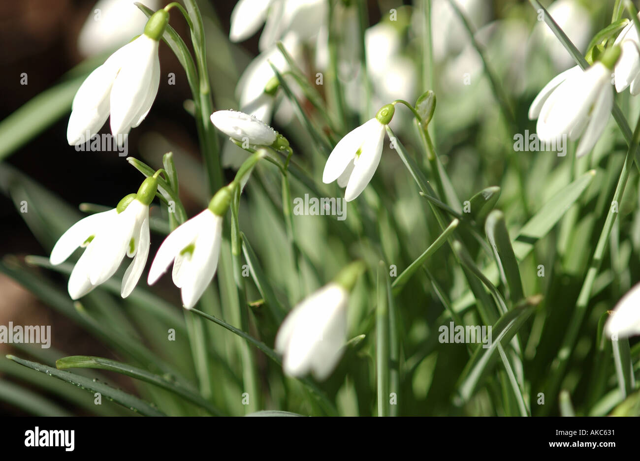 Primo piano di Snowdrops galanthus nivalis fiori di fiori di neve che crescono nel giardino in inverno Inghilterra Regno Unito GB Gran Bretagna Foto Stock