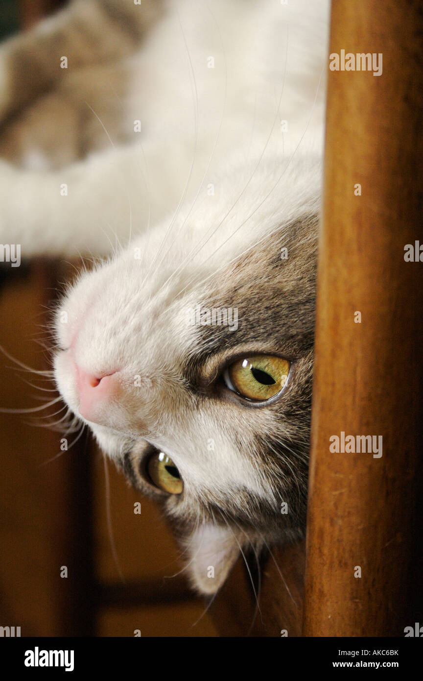 Gatto di tabby Foto Stock