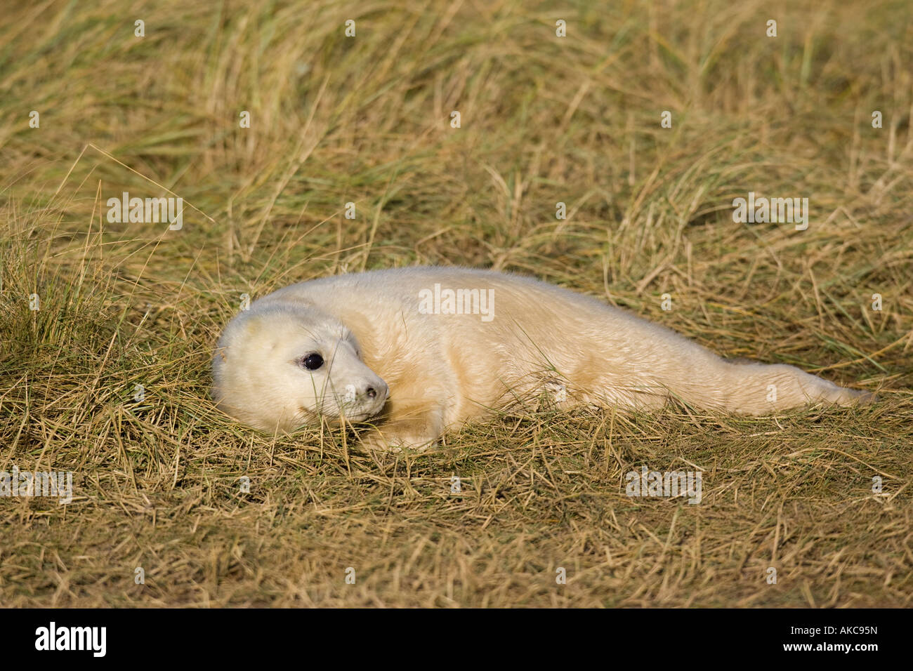 Giovani Atlantico guarnizione grigio pup sdraiati sull'erba Foto Stock