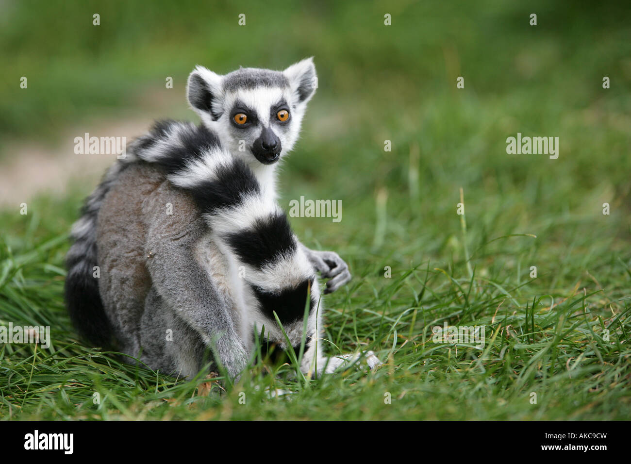 Anello lemure codato - Lemur catta Foto Stock