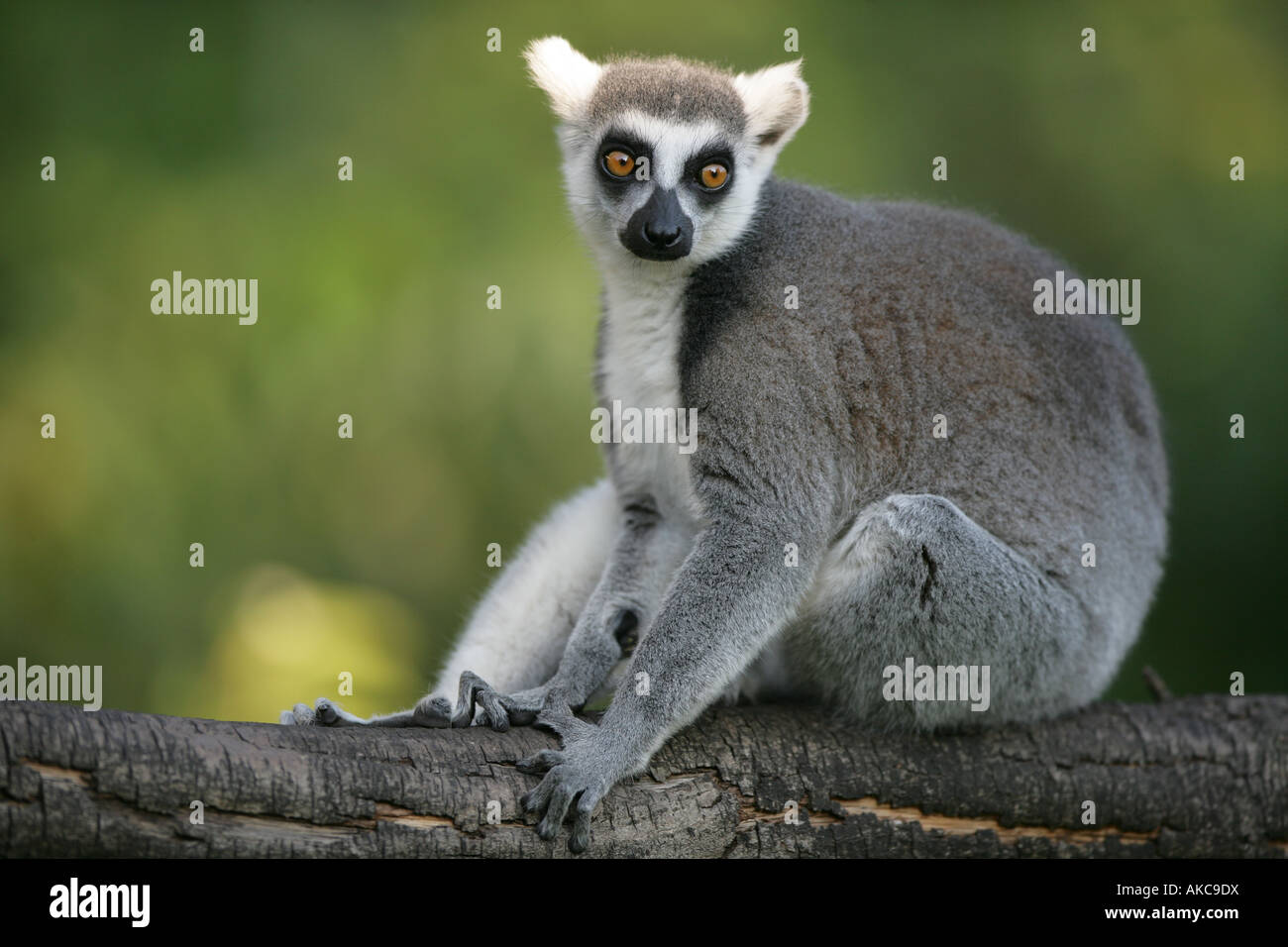 Anello lemure codato - Lemur catta Foto Stock