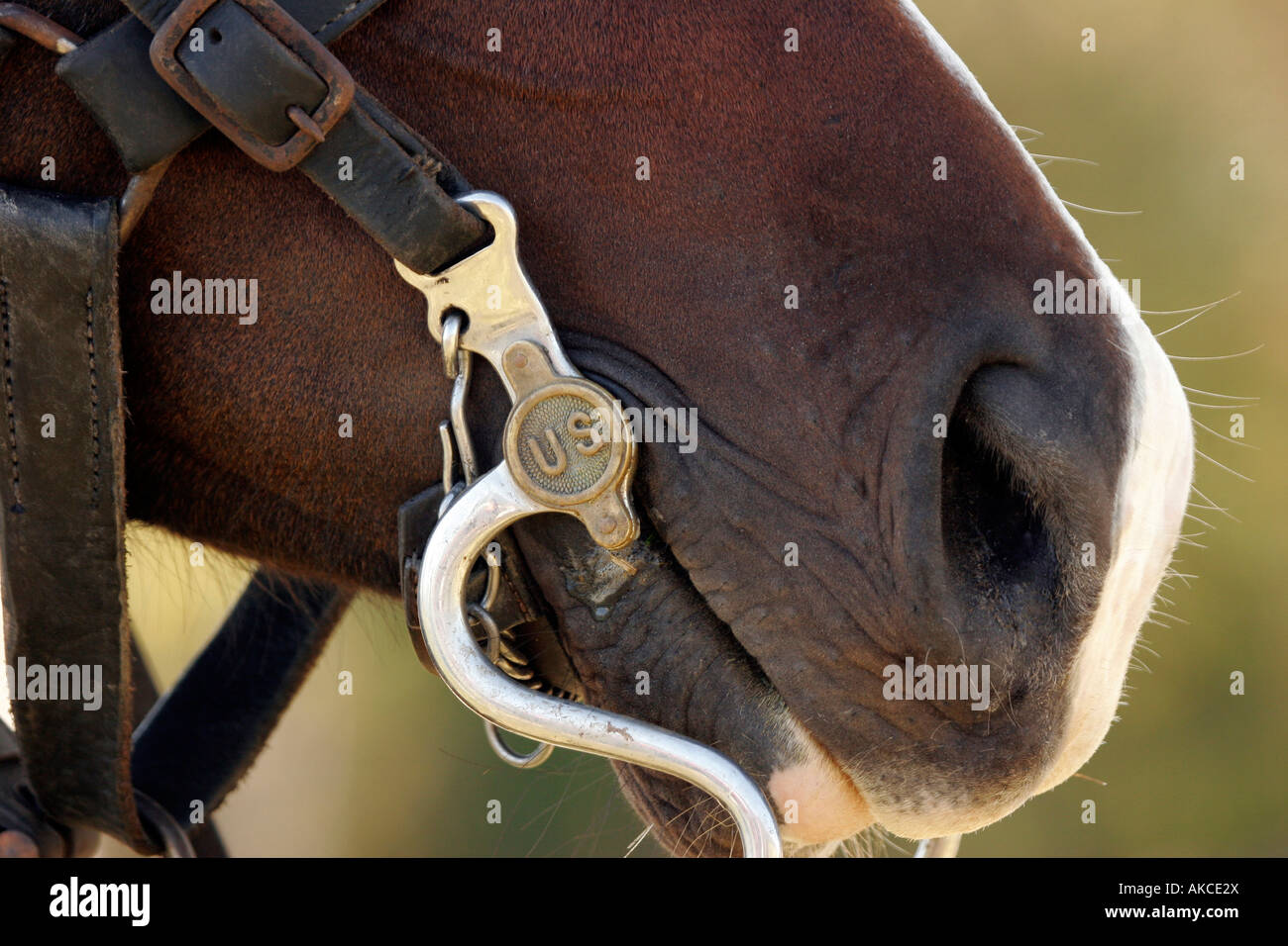 La guerra civile il calvario a cavallo con noi briglia Foto Stock