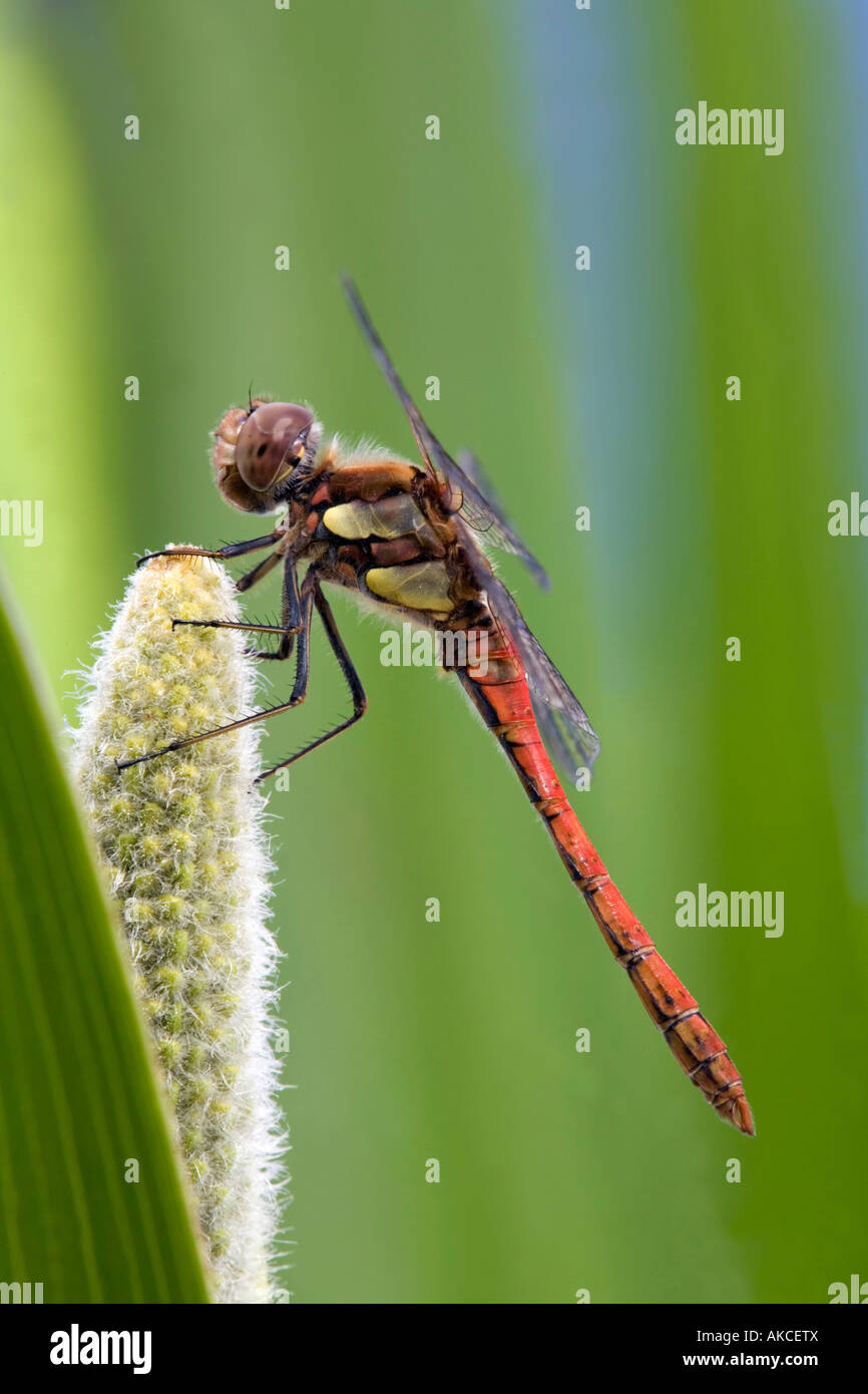 Common darter Sympetrum striolatum maschio Foto Stock