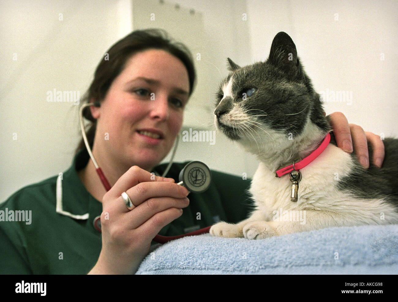 SMOKEY IL 32 anno vecchio gatto diventa un CHECKUP AL CLOCKHOUSE OSPEDALE VETINARY Stroud Regno Unito ott 1999 Foto Stock