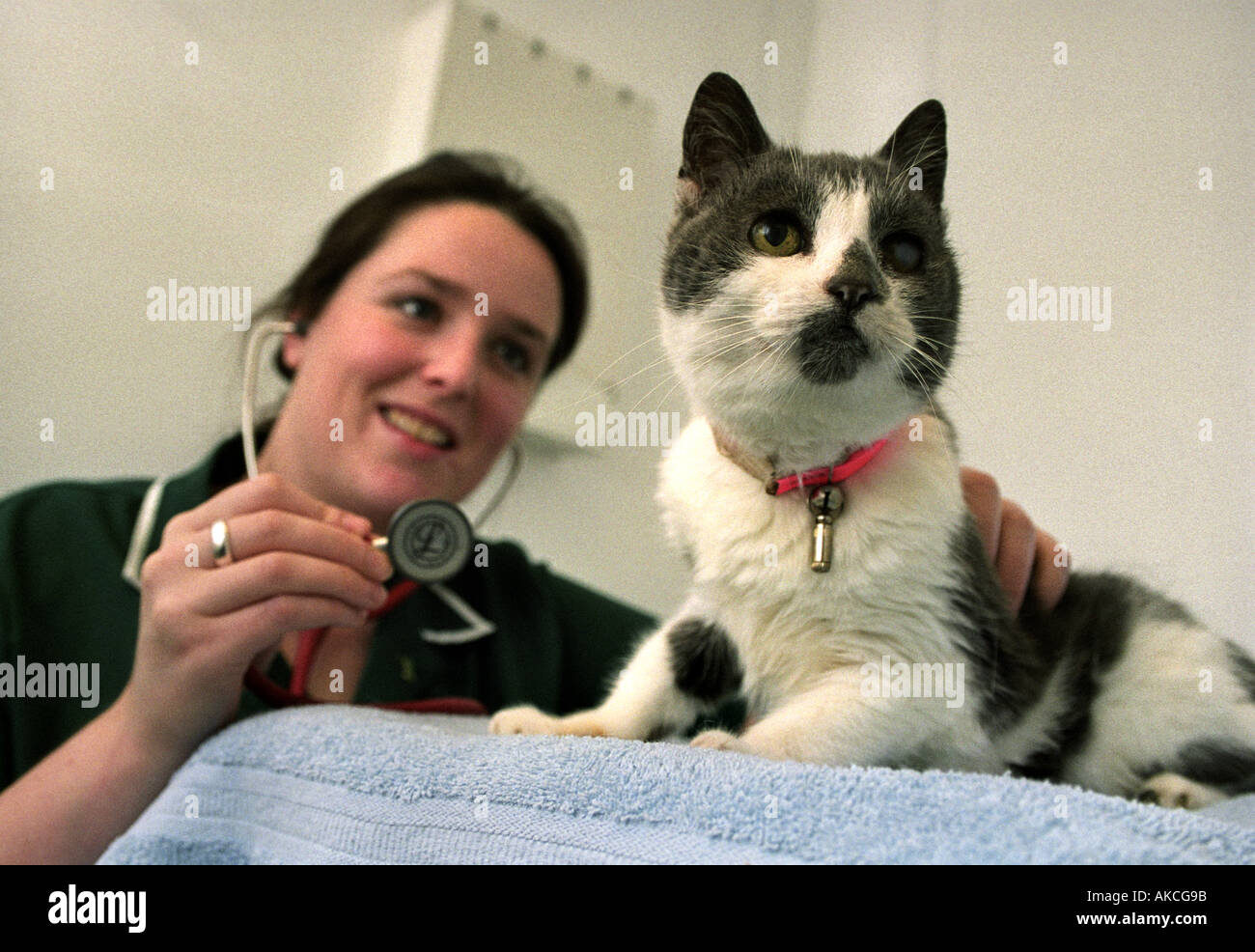SMOKEY IL 32 anno vecchio gatto diventa un CHECKUP AL CLOCKHOUSE OSPEDALE VETINARY Stroud Regno Unito ott 1999 Foto Stock