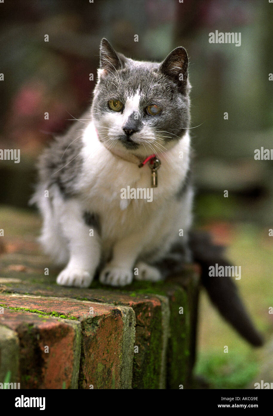 SMOKEY IL 32 anno vecchio gatto diventa un CHECKUP AL CLOCKHOUSE OSPEDALE VETINARY Stroud Regno Unito ott 1999 Foto Stock