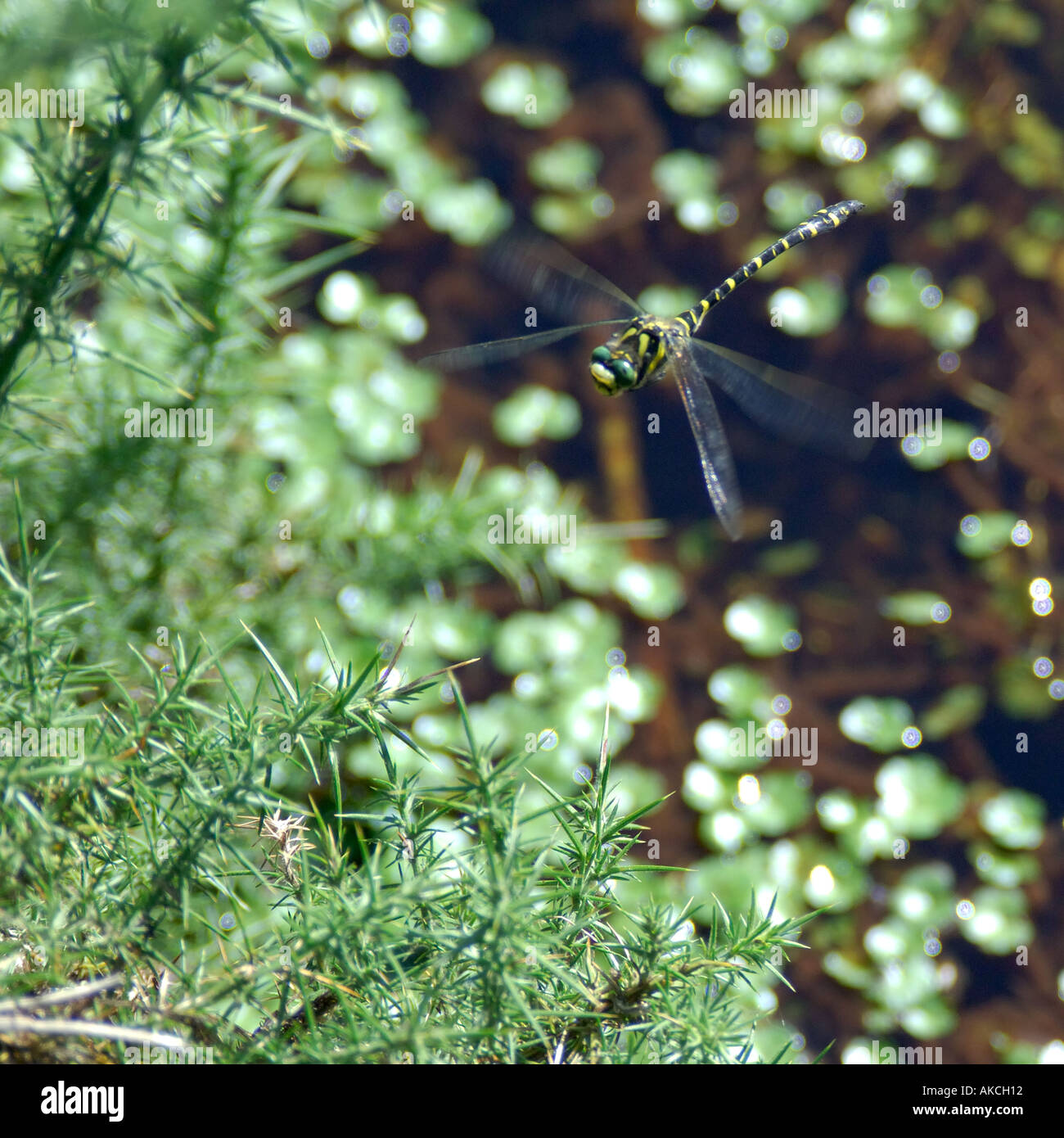 Ben Immagine catturata di Golden inanellato Dragonfly Cordulegaster boltonii in volo in bilico su alimentazione stream Foto Stock