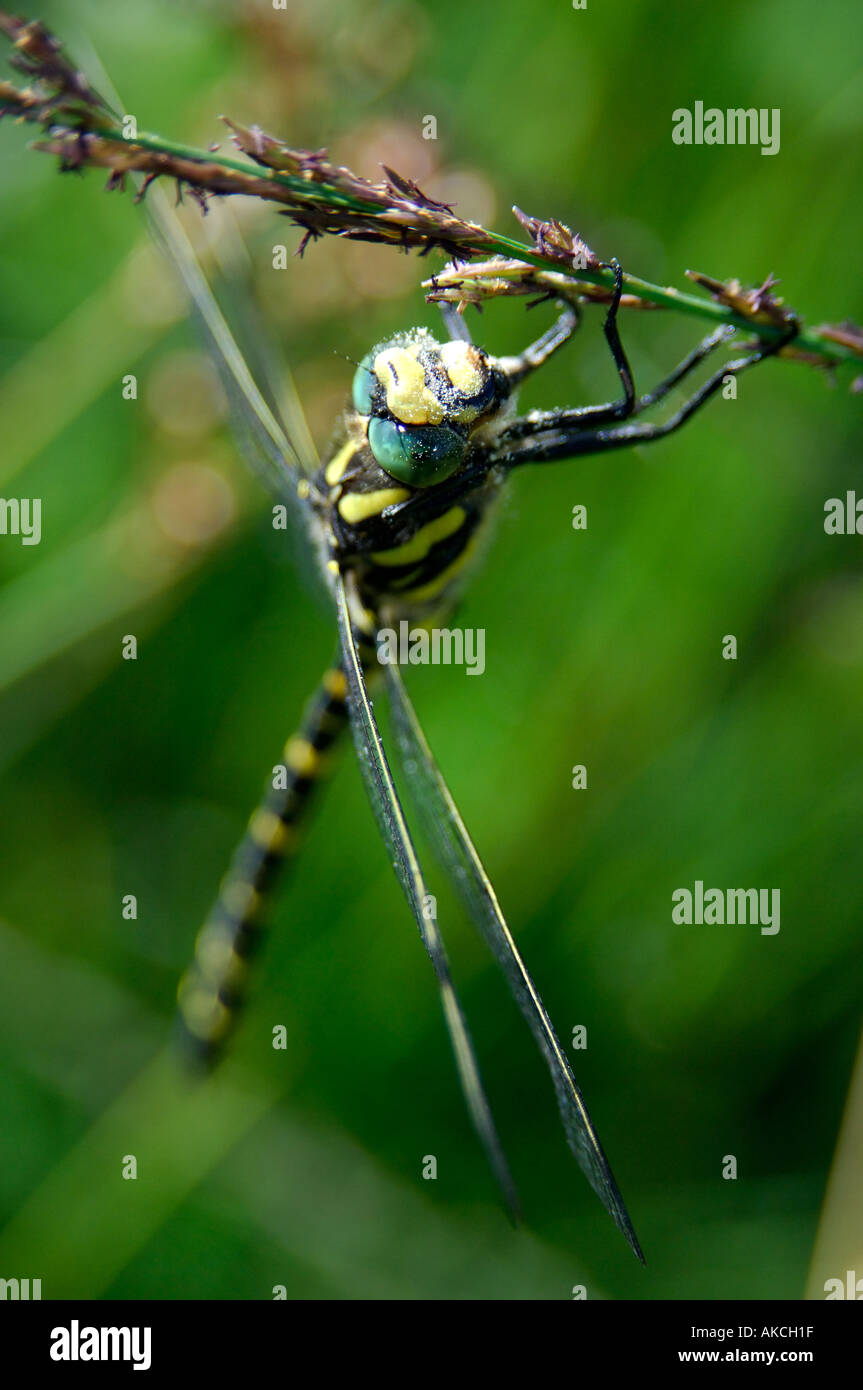 Golden inanellato Dragonfly Cordulegaster boltonii vicino uo immagine della creatura al resto messa a fuoco sulla testa Foto Stock