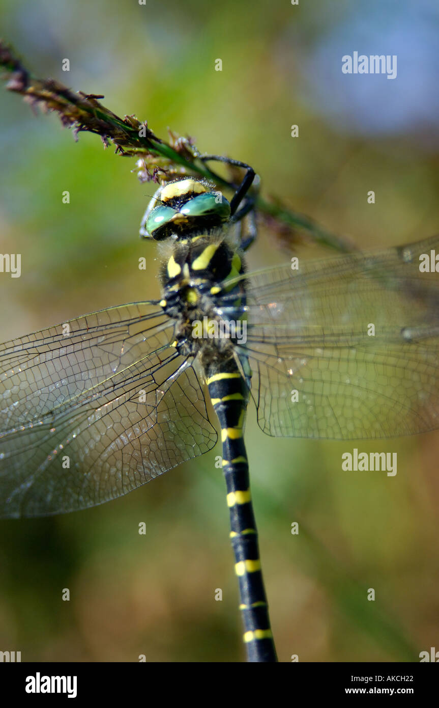 Golden inanellato Dragonfly Cordulegaster boltonii ali la maggior parte del corpo e testa a fuoco Foto Stock