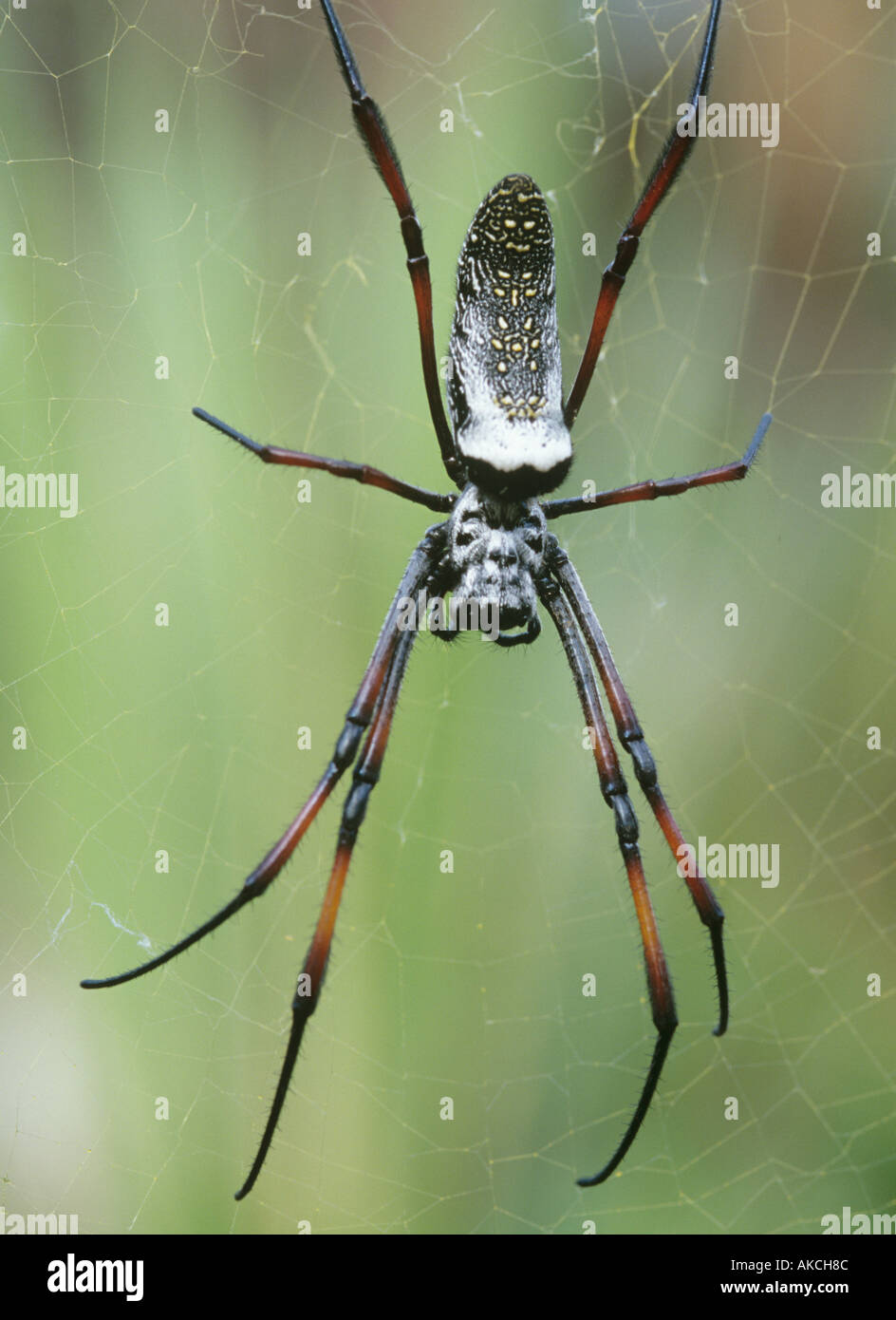 Orb spider web Nephila madagascariensis Foto Stock