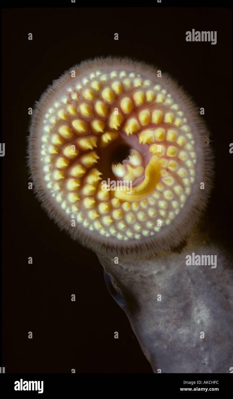 Lampreda di mare Petromyzon marinus disco orale Foto Stock