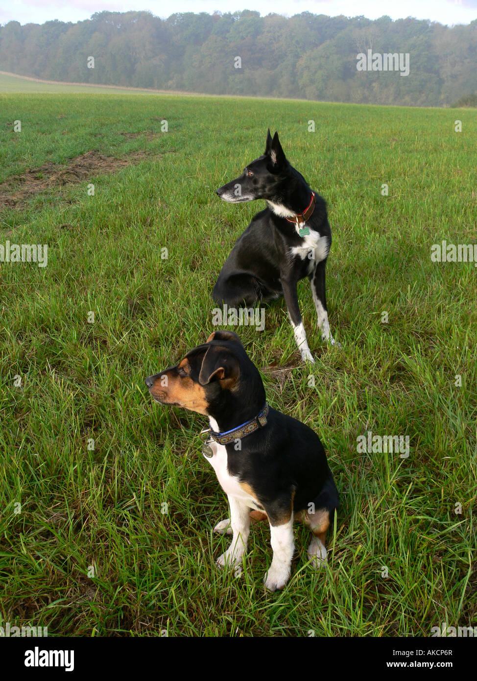 Ritratto di greyhound Border Collie lurcher trasversale e jack russell terrier Foto Stock