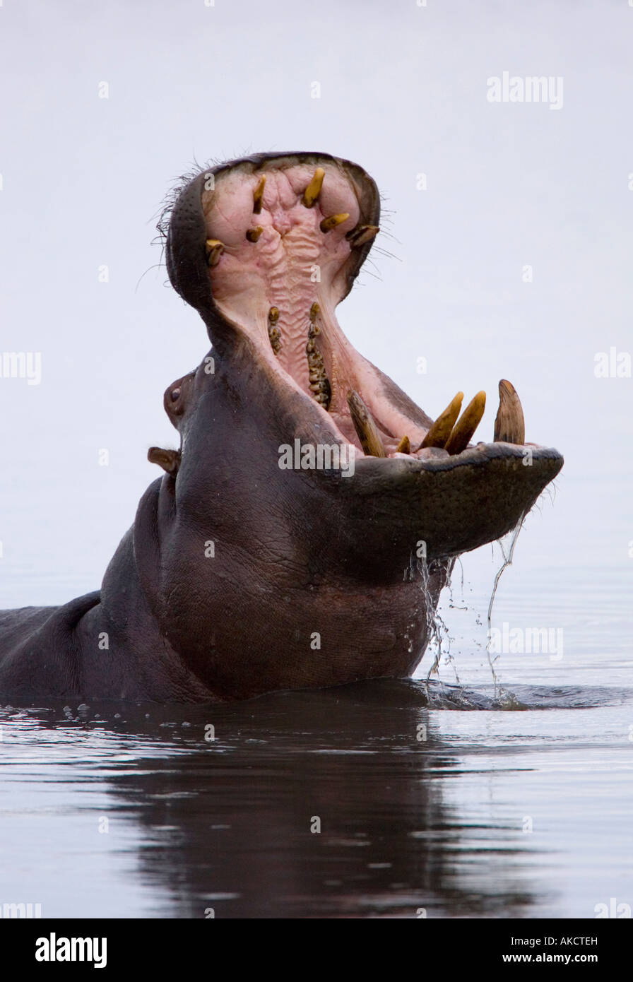 Un Hippoptamus, Hippopotamus amphibius, sbadigli nel fiume Chobe nel Chobe National Park, Botswana, Africa Foto Stock