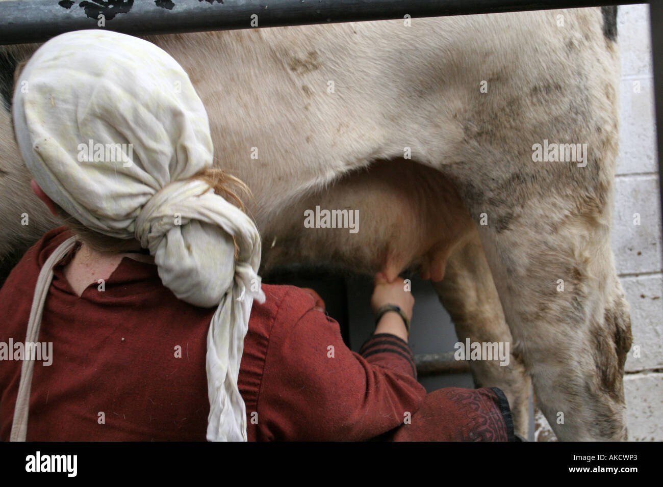 Donna di mungere una vacca a un tempio nel nord di Londra Foto Stock